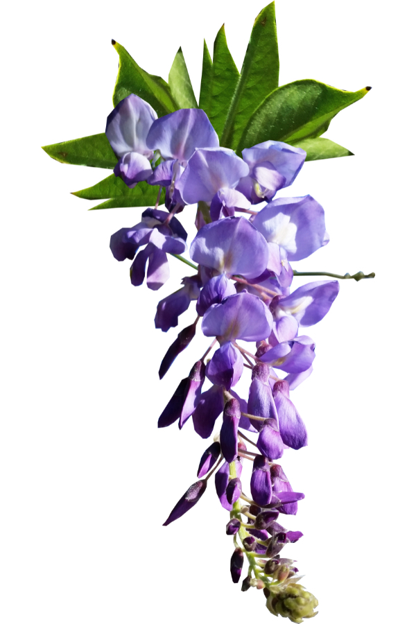wisteria kwiat